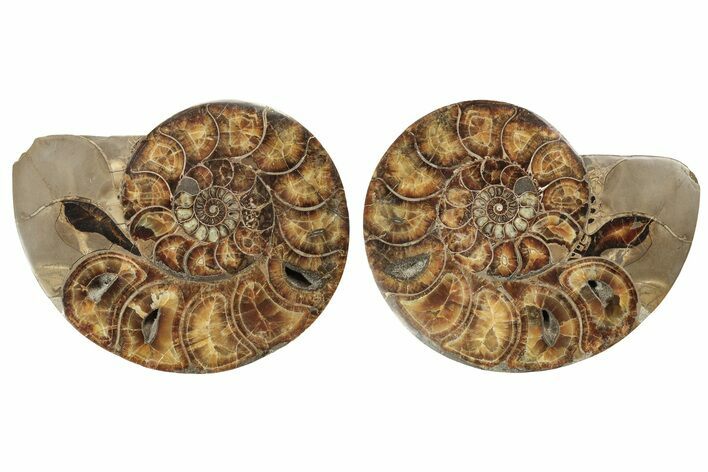 Honey-Orange Ammonite (Argonauticeras) - Befandriana, Madagascar #241030